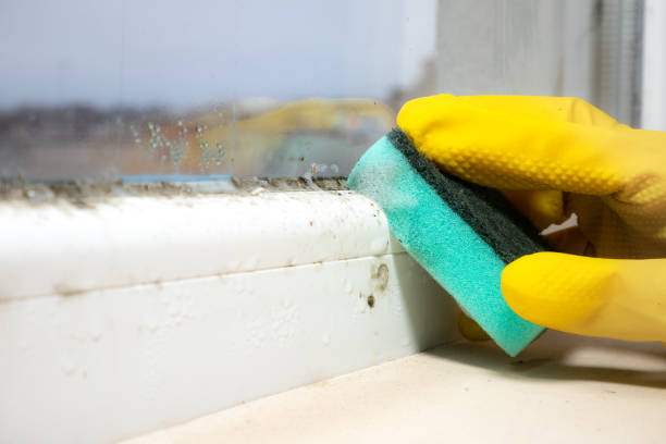 Best Kitchen Mold Remediation in Newberry, SC