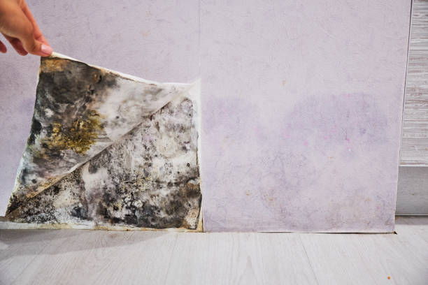 Best DIY Mold Remediation Support Services in Newberry, SC